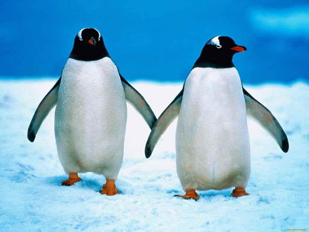 Забавный пингвин
